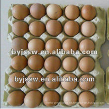 Cartón de huevos de pollo / pato / codorniz